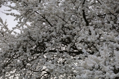 2024-03-31 Sochowa Zagroda (12)