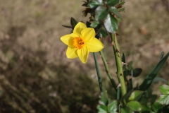 2024-03-31 Sochowa Zagroda (20)