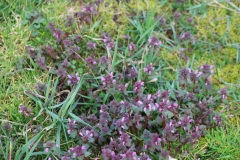 2024-03-31 Sochowa Zagroda (5)
