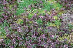 2024-03-31 Sochowa Zagroda (6)