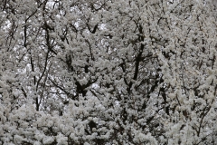 2024-03-31 Sochowa Zagroda (9)