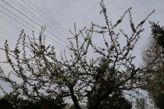 2024-04-06 Sochowa Zagroda (17)