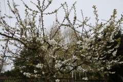 2024-04-06 Sochowa Zagroda (18)