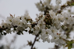 2024-04-06 Sochowa Zagroda (19)