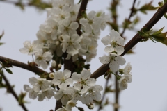 2024-04-06 Sochowa Zagroda (32)