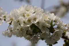 2024-04-07 Sochowa Zagroda (13)