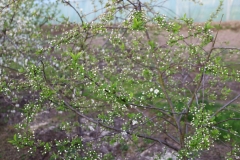 2024-04-09 Sochowa Zagroda (32)
