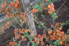 2024-04-09 Sochowa Zagroda (41)