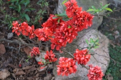 2024-04-09 Sochowa Zagroda (45)