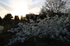 2024-04-14 Sochowa Zagroda (2)