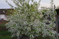 2024-04-14 Sochowa Zagroda (5)
