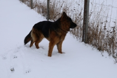 2025-01-12 Sochowa Zagroda (6)