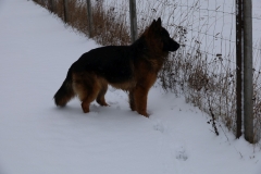 2025-01-12 Sochowa Zagroda (7)