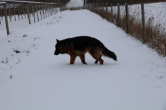 2025-01-12 Sochowa Zagroda (8)