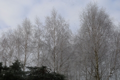 2025-02-20 Sochowa Zagroda (1)