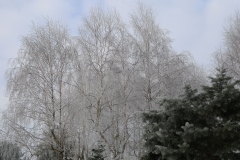 2025-02-20 Sochowa Zagroda (2)