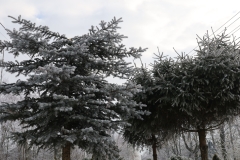 2025-02-20 Sochowa Zagroda (3)