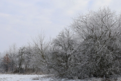 2025-02-20 Sochowa Zagroda (7)