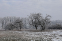 2025-02-20 Sochowa Zagroda (9)