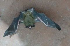 2025-03-23 Sochowa Zagroda (10)