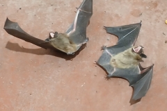 2025-03-23 Sochowa Zagroda (12)