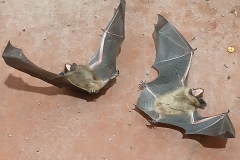 2025-03-23 Sochowa Zagroda (13)