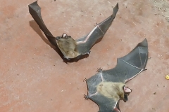 2025-03-23 Sochowa Zagroda (14)