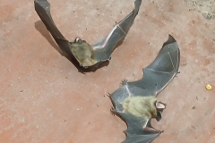 2025-03-23 Sochowa Zagroda (15)