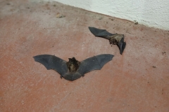 2025-03-23 Sochowa Zagroda (16)