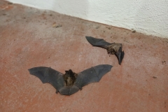 2025-03-23 Sochowa Zagroda (17)