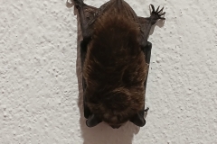 2025-03-23 Sochowa Zagroda (2)