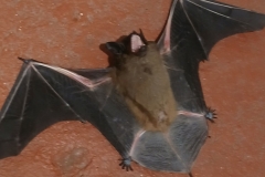 2025-03-23 Sochowa Zagroda (4)