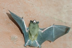 2025-03-23 Sochowa Zagroda (5)