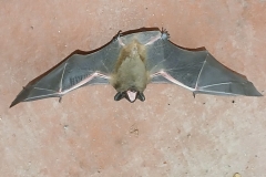 2025-03-23 Sochowa Zagroda (7)