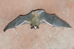 2025-03-23 Sochowa Zagroda (8)