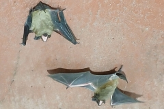 2025-03-23 Sochowa Zagroda (9)