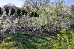 2025-05-01 Sierzchowy (1)