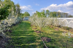 2025-05-01 Sierzchowy (2)