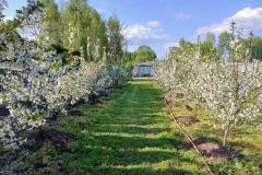 2025-05-01 Sierzchowy (3)