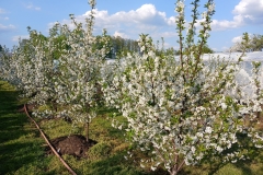 2025-05-01 Sierzchowy (4)