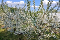 2025-05-01 Sierzchowy (5)