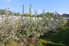 2025-05-01 Sierzchowy (6)