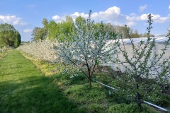 2025-05-01 Sierzchowy (8)