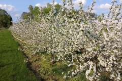 2025-05-01 Sierzchowy (9)