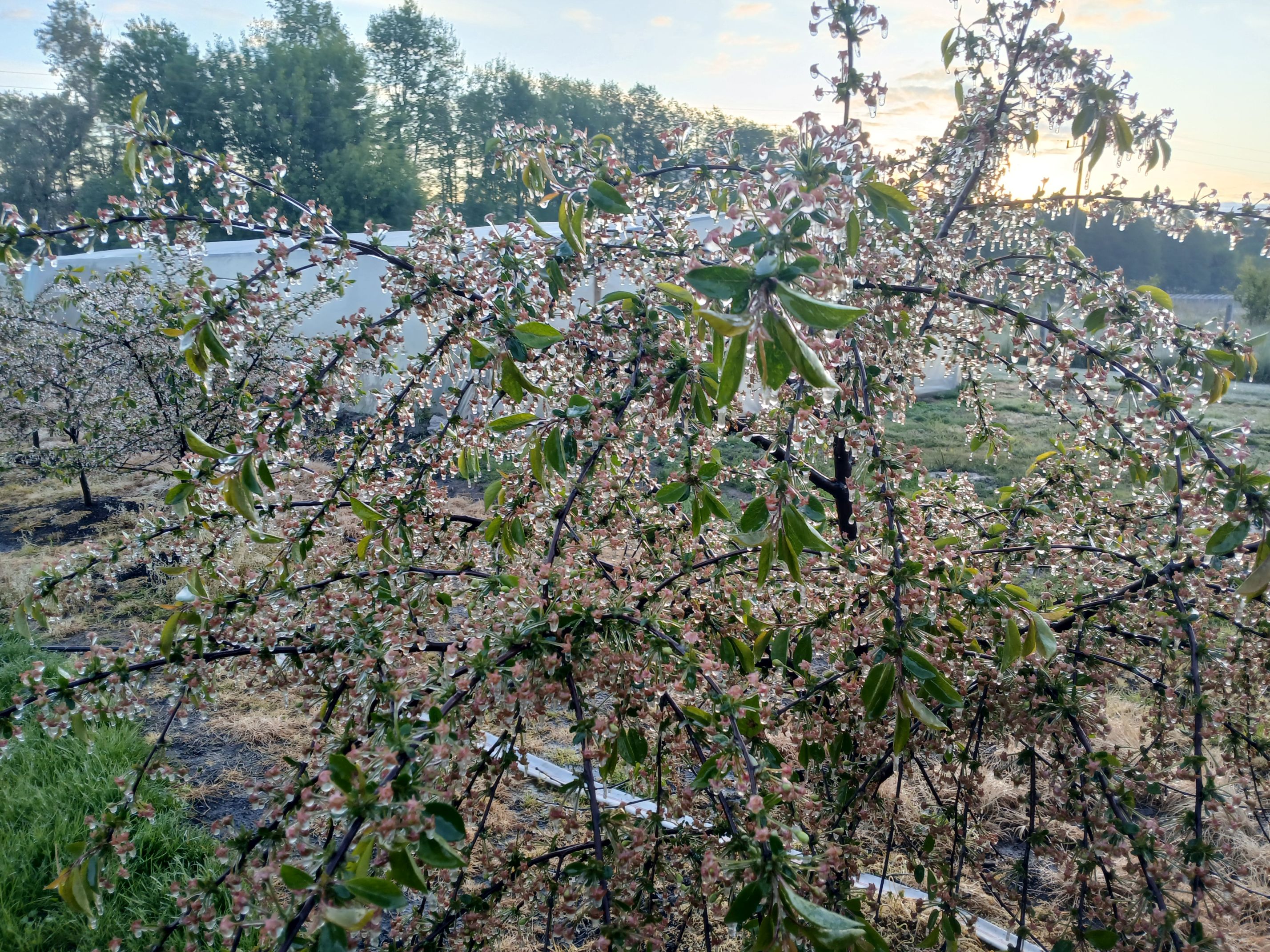 2025-05-08 Sierzchowy (21)