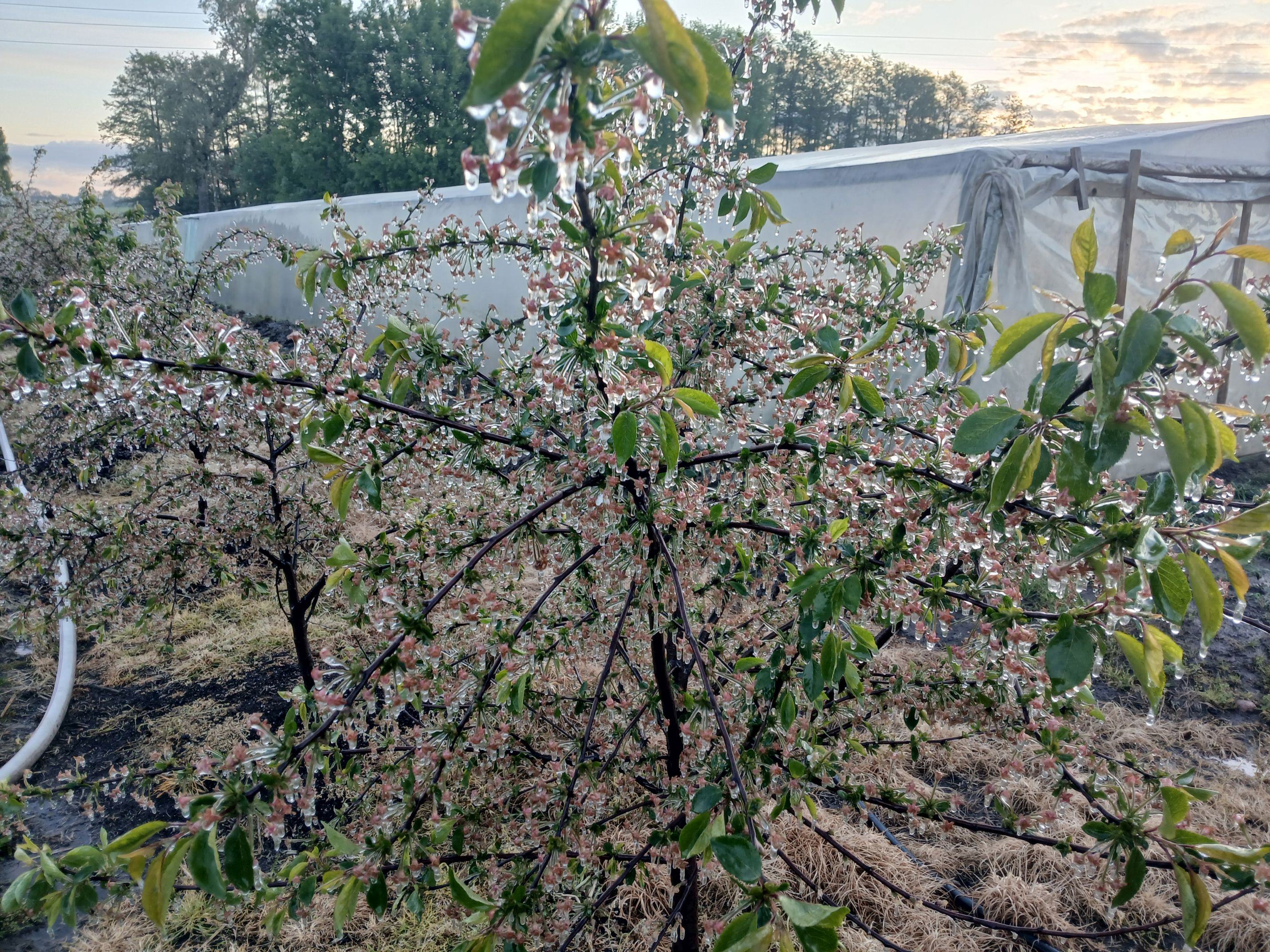 2025-05-08 Sierzchowy (22)