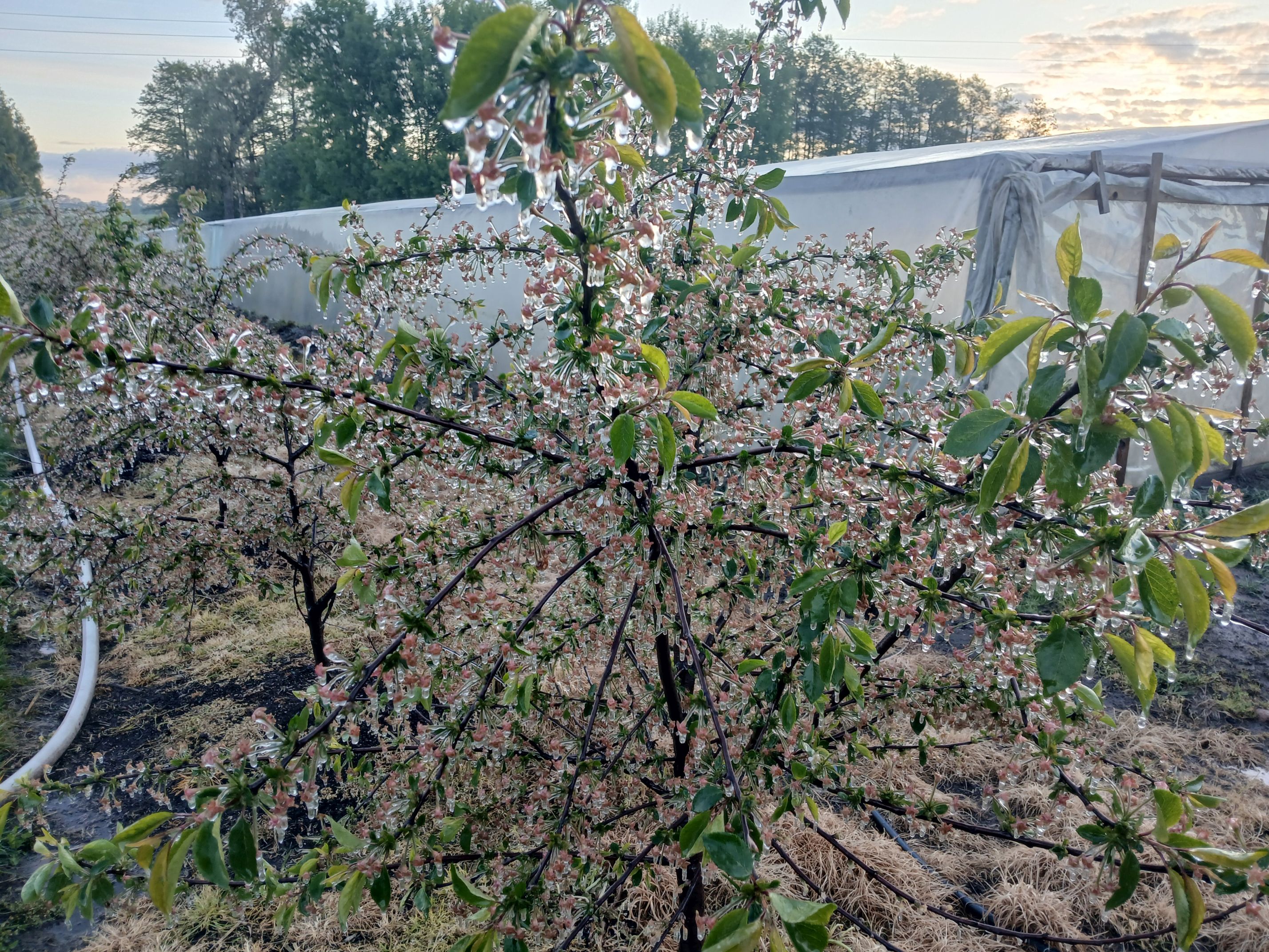 2025-05-08 Sierzchowy (23)