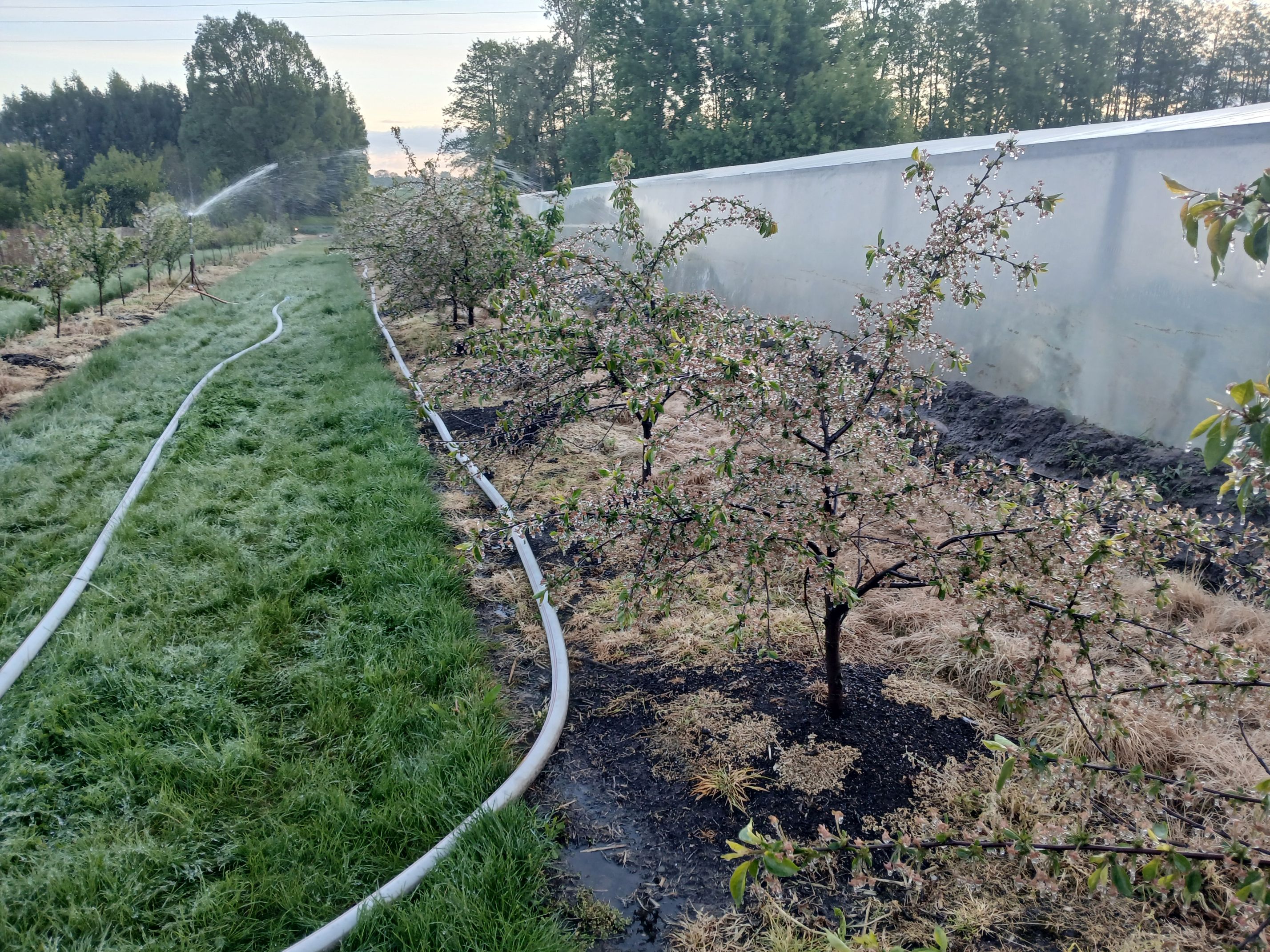 2025-05-08 Sierzchowy (24)