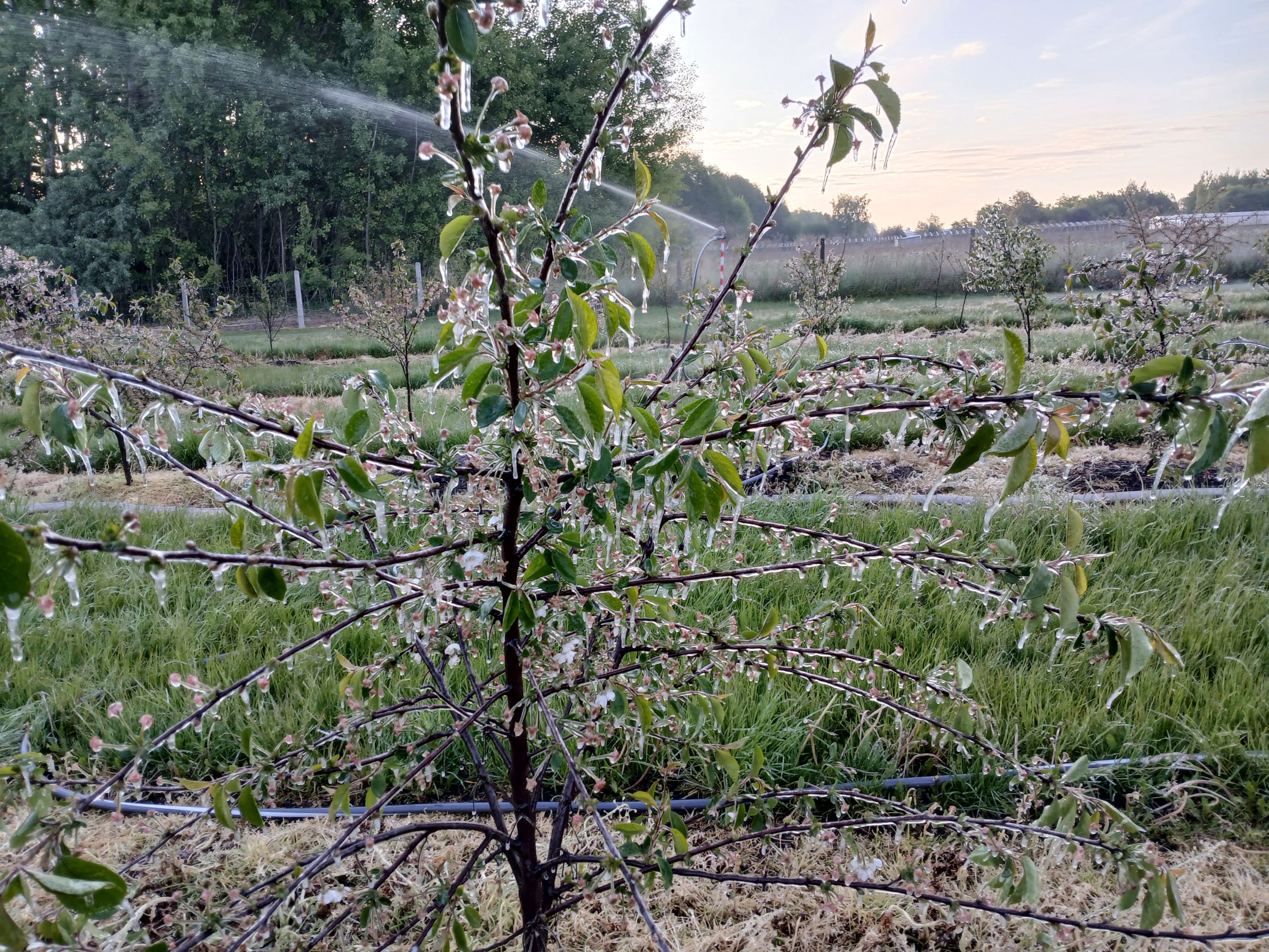 2025-05-08 Sierzchowy (25)