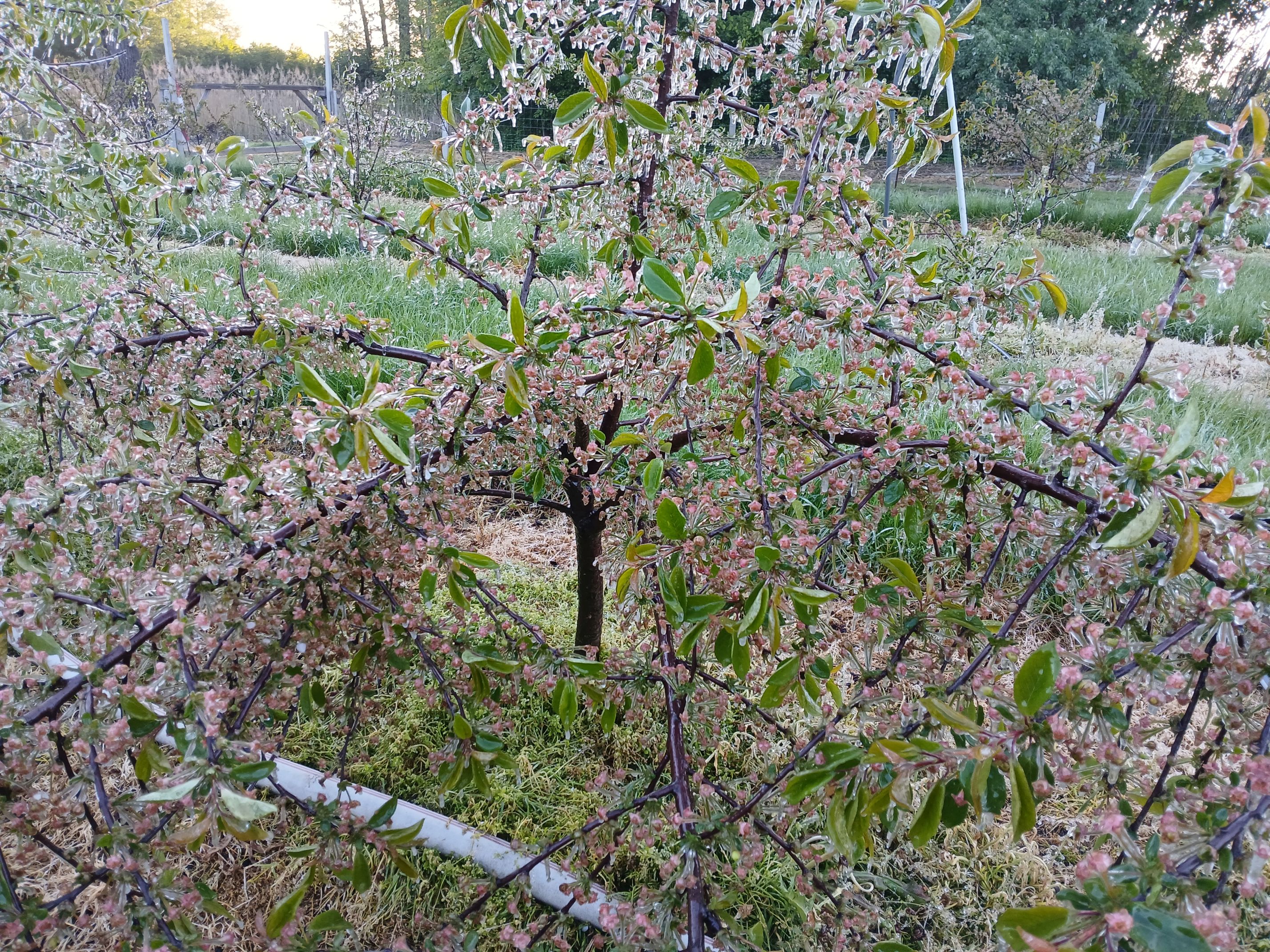 2025-05-08 Sierzchowy (26)